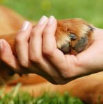 Dog paw and hand shaking